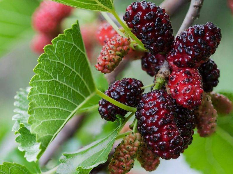 Шелковица купить саженцы из питомнике в Северске