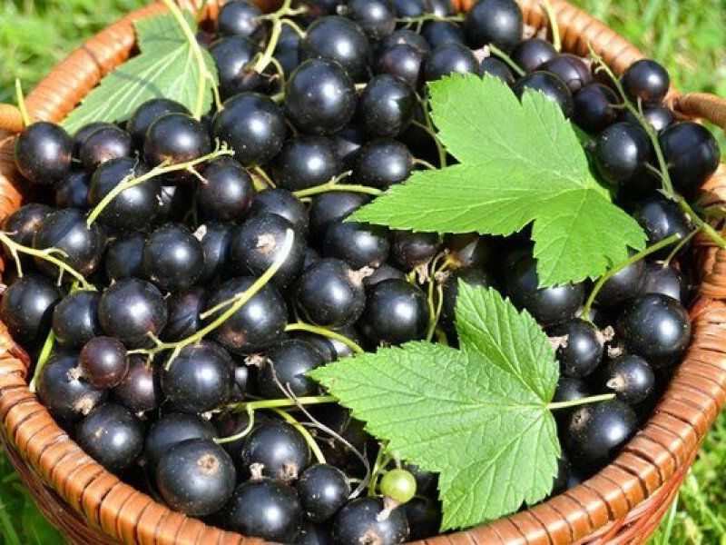 Смородина купить саженцы из питомника в Северске