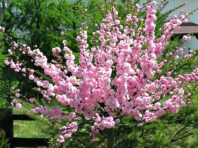 Миндаль купить саженцы из питомника в Северске