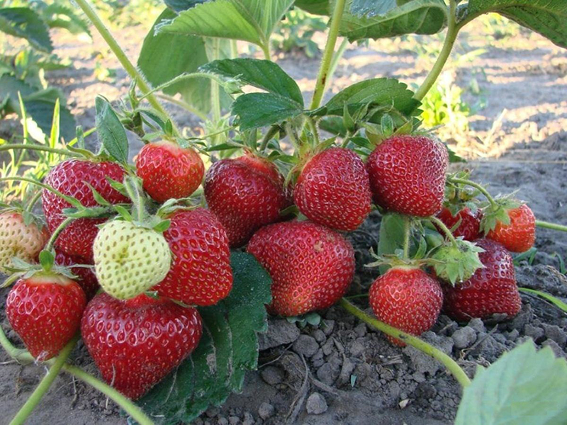 Клубника купить саженцы из питомника в Северске