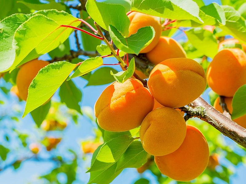 Абрикос купить саженцы из питомнике в Северске