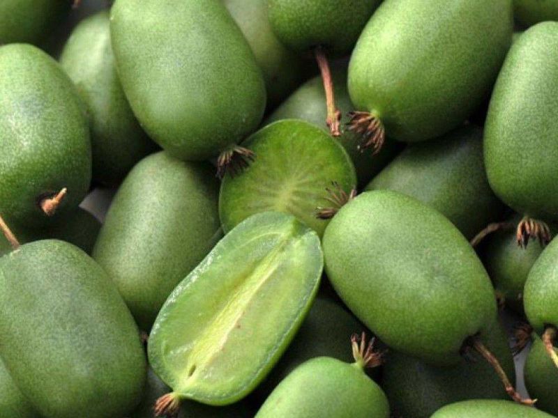 Актинидия купить саженцы из питомнике в Северске