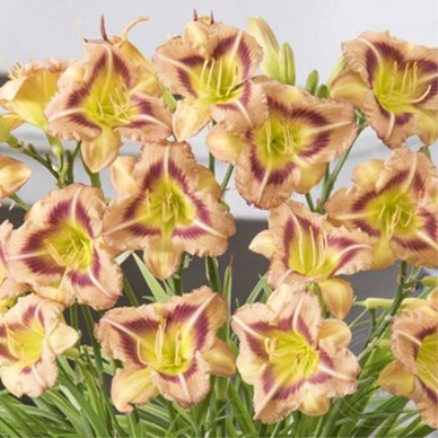 Лилейник "ХЕЛЛОУ СКРИМЕР"
