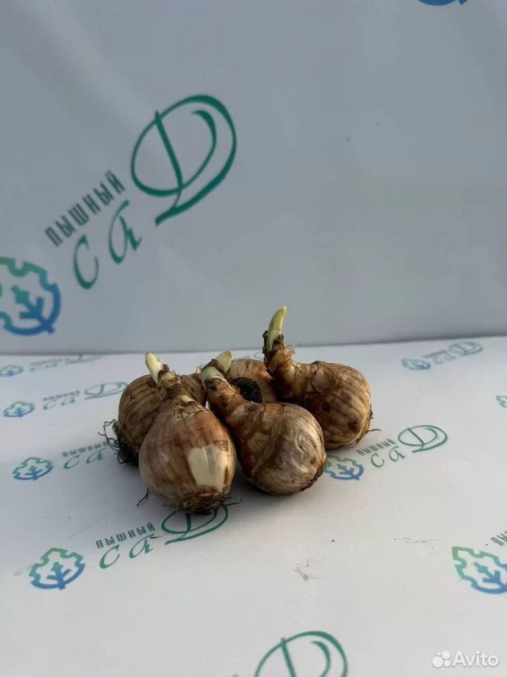 Нарцисс "РИП ВАН ВИНКЛЬ"