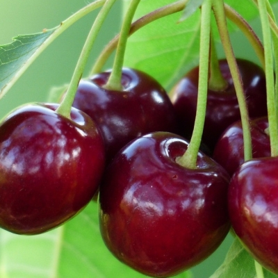 Черешня "ОВСТУЖЕНКА"