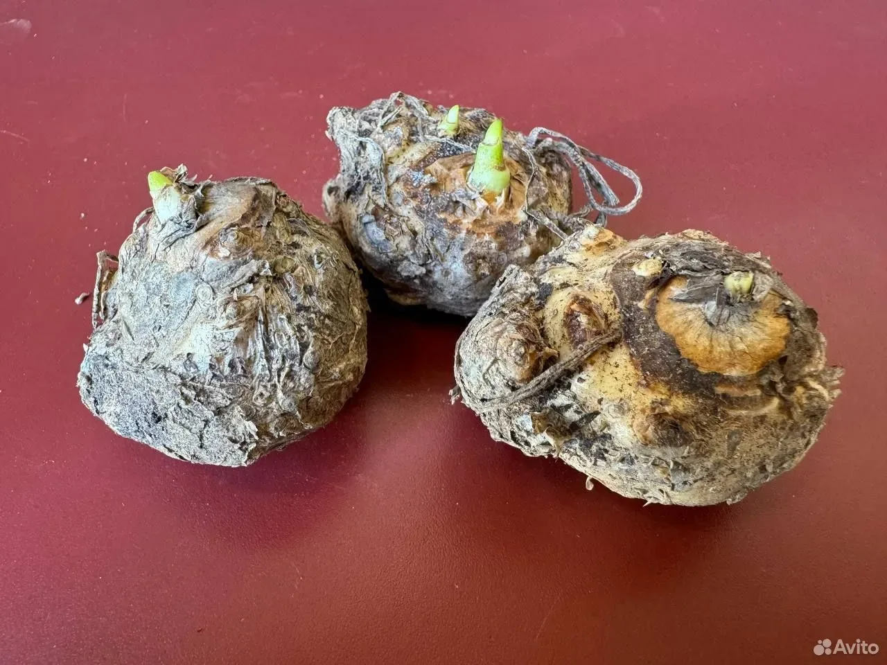 Калла Маджестик Ред клубни 3шт