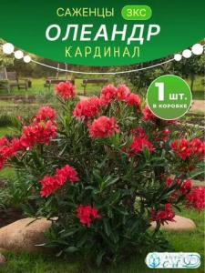 Олеандр Кардинал саженец ЗКС