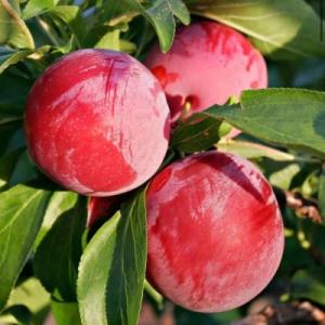 Слива "РЕНКЛОД АЛЬТАНА"