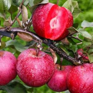 Яблоня "ЭРА"